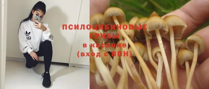 Псилоцибиновые грибы MAGIC MUSHROOMS  цена   Котельниково 